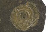 Dactylioceras Ammonite Cluster - Posidonia Shale, Germany #100280-1